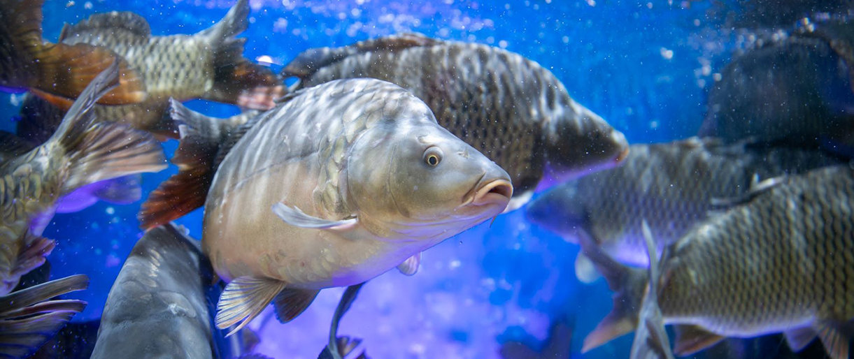 „Maxima“ atsisako gyvų žuvų akvariumų parduotuvėse