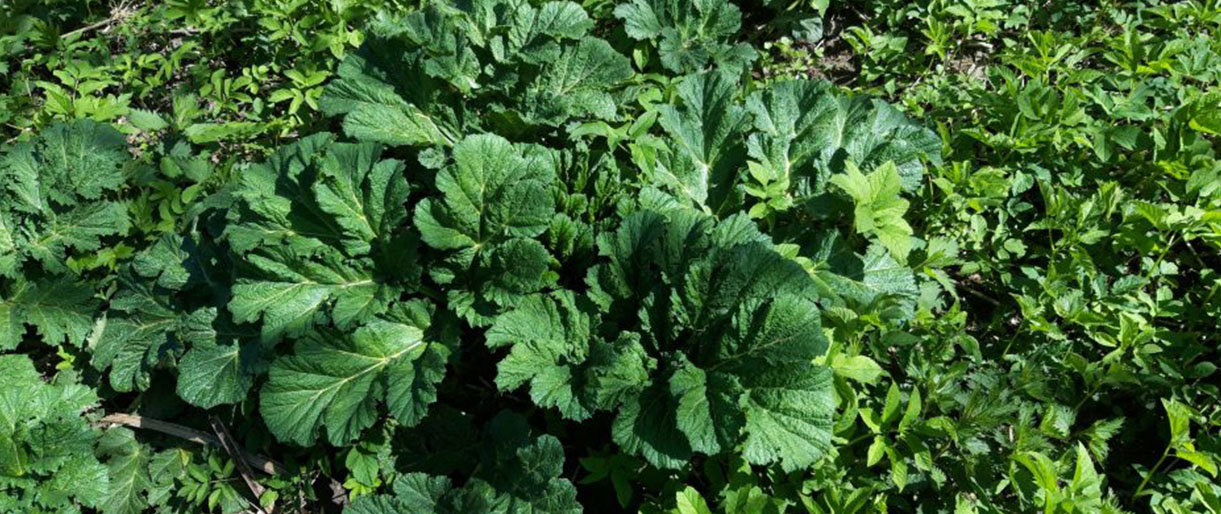 Miškų urėdijos nuotr.