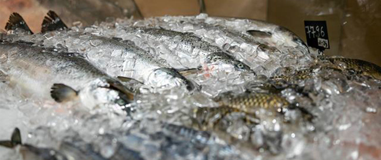 „Maxima“ atsisakė 104 gyvos žuvies akvariumų