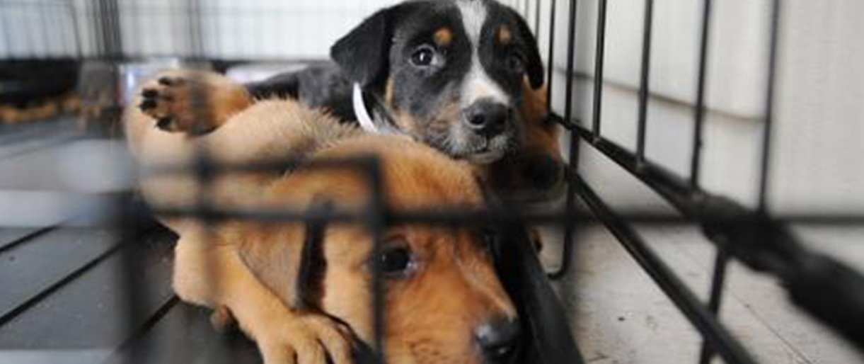 Maisto ir veterinarijos tarnyba gavo per 250 pranešimų apie gyvūnų laikymo sąlygų pažeidimus, pradėta 12 tyrimų