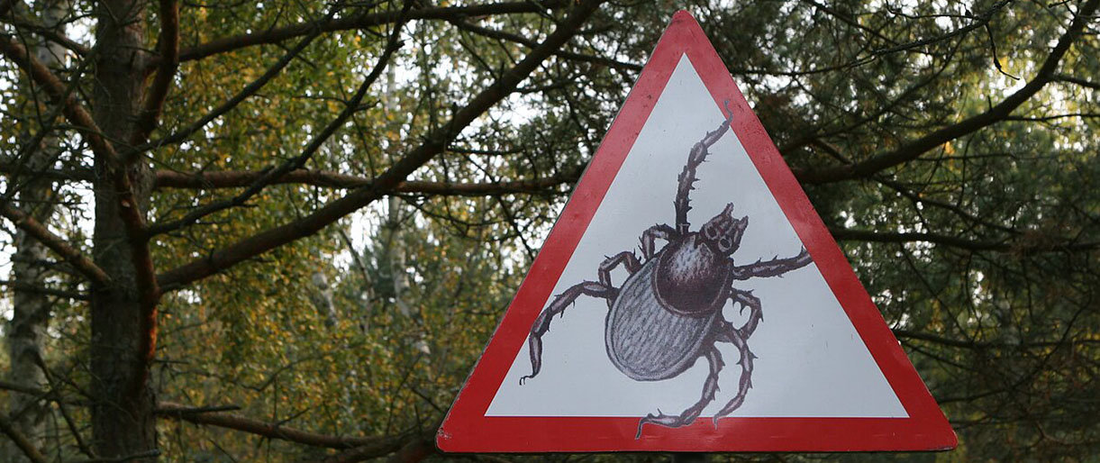 Šiemet Lietuvoje nuo erkinio encefalito mirė trys asmenys