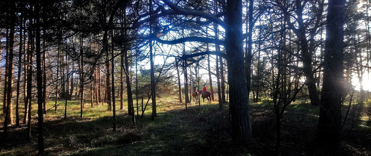 Palangos girininkijoje bus tvarkomi rekreacinės paskirties miškai