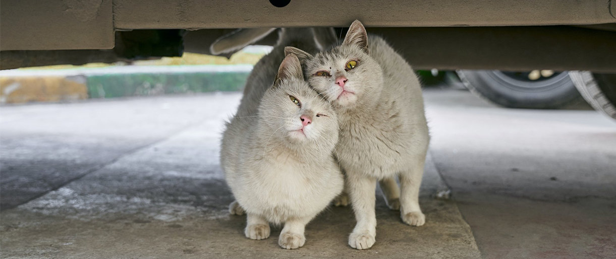 „Gyvūnų gerovės iniciatyvos“ nuotr.