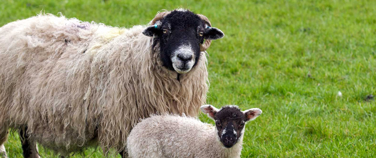 Ketinantys įsigyti veislinių gyvūnų kviečiami pasinaudoti valstybės parama