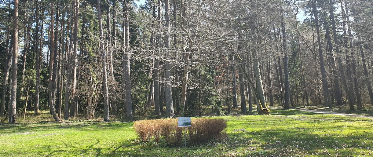 Parko šimtmečio ąžuolas. Ąžuoliukas buvo pasodintas Palangos Birutės parko įkūrimo 100-mečio proga - 1997 metais per Jurginių šventę su didelėmis i...